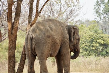 Indian elephant standing alone below the shadow of tree trunk. Elephant in forest against scenic sky background. Safari animal in summer. Wild animal in forest. Wildlife.