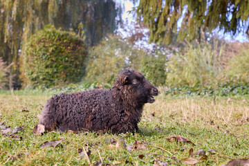 Brown female ouessant sheep ewe in the grass
