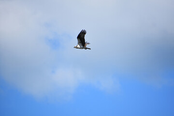 Bird of Prey Flying in a Cloudy Sky