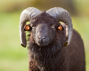 Portrait of young black male ouessant sheep