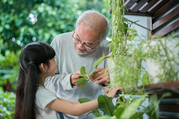 Happy asian grandfather with granddaughter take care the plants together at home garden backyard near living room. Hobby and leisure lifestyle stay home concept.