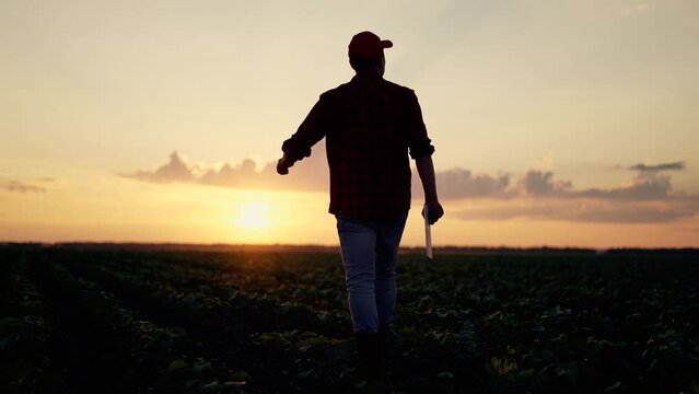 Green field at sunset. Agronomist checking crop. Farmer walk through plantation of organic products. Harvest products at sunset. Farmer agronomist work in green field. Quality products in agriculture