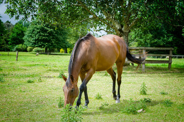 Horse farm in Blarney. Lime grove.