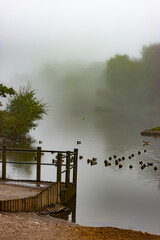 Misty morning on a nature reserve