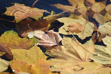 autumn leaves on the ground