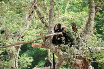 Monkey sitting on a tree with kids.