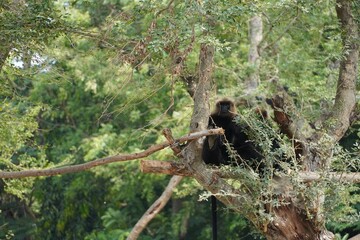 Monkey sitting on a tree with kids.
