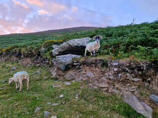 Sheep in the Irish Counrtyside with Sunset - European Travel