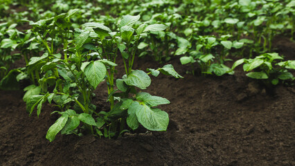 Small field with potatoes in the garden in summer close-up. Agriculture