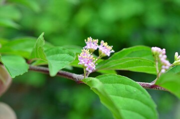 小紫(コムラサキ)の花