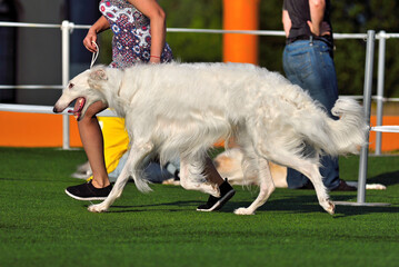 Russian Hunting Sighthound on a dog show