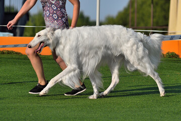 Russian Sighthound at a dog show
