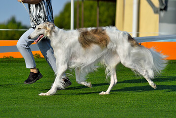 Russian Hunting Sighthound running around the ring