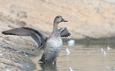 Pintail or Northern Pintail (Anas acuta), Crete