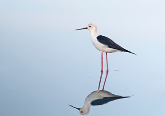 Black-winged Stilt (Himantopus himantopus), Greece