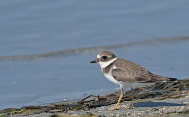 Common Ringed Plover (Charadrius hiaticula)