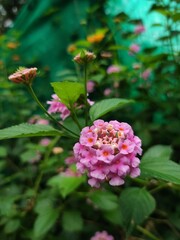 pink and white flowers