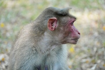 Portrait of baboon sitting on the ground. Portrait of young female monkey sitting in the park. Cute...