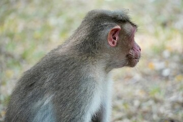 Portrait of baboon sitting on the ground. Portrait of young female monkey sitting in the park. Cute funny monkey with red face looking.