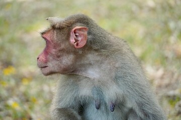 Portrait of baboon sitting on the ground. Portrait of young female monkey sitting in the park. Cute funny monkey with red face looking.