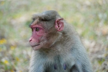 Portrait of baboon sitting on the ground. Portrait of young female monkey sitting in the park. Cute funny monkey with red face looking.