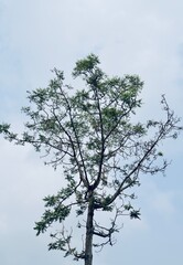 tree against sky