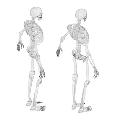 Set with human skeleton wireframe from black lines isolated on white background. Isometric view. 3D. Vector illustration.