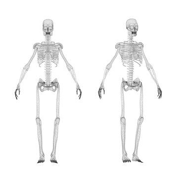 Set with human skeleton wireframe from black lines isolated on white background. Front view. 3D. Vector illustration.
