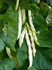 Ripe pods of kidney bean growing on farm. Bush with bunch of pods of haricot plant (Phaseolus vulgaris) ripening in homemade garden. Organic farming, healthy food, BIO viands, back to nature concept.