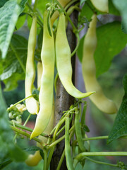 Ripe pods of kidney bean growing on farm. Bush with bunch of pods of haricot plant (Phaseolus vulgaris) ripening in homemade garden. Organic farming, healthy food, BIO viands, back to nature concept.