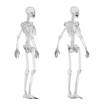 Set with human skeleton wireframe from black lines isolated on white background. Side view, back. 3D. Vector illustration.