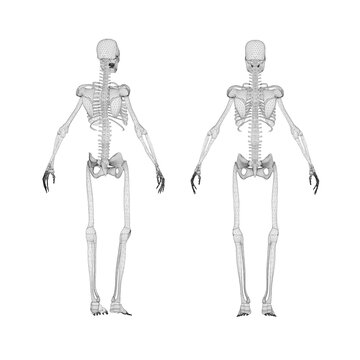 Set with human skeleton wireframe from black lines isolated on white background. Back view. 3D. Vector illustration.