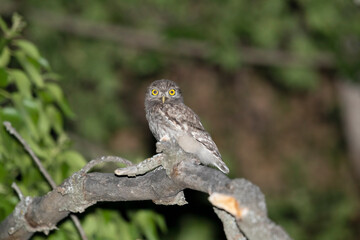 Young Little Owl photographed at night in summer.