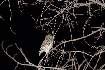Young Little Owl photographed at night in summer.