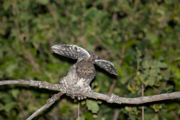 Young Little Owl photographed at night in summer.