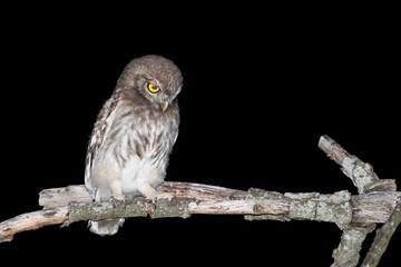 Young Little Owl photographed at night in summer.