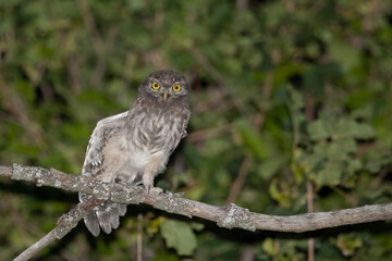 Young Little Owl photographed at night in summer.