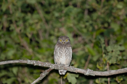 Young Little Owl photographed at night in summer.