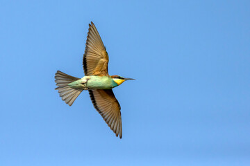 A colourful Bee-Eater in flight
