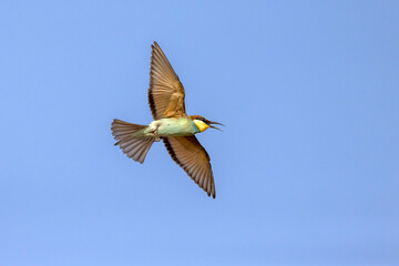 A colourful Bee-Eater in flight