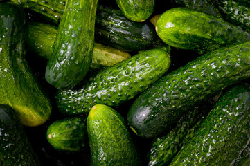 Fresh juicy clean cucumbers lying tightly next to each other. Preparing for conservation and salting.