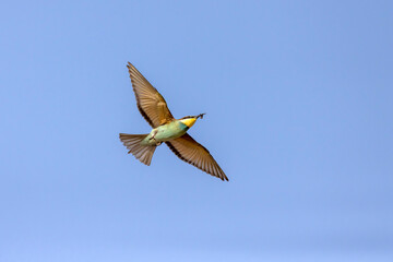 A colourful Bee-Eater in flight