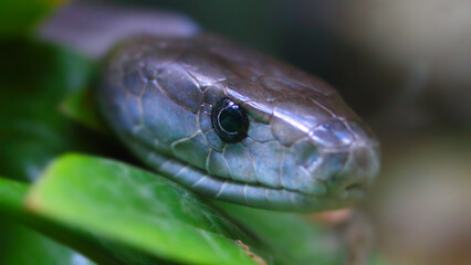 The Black Mamba - Dendroaspis polylepis. Portrait of a world's most venomous snake. Dangerous animal for travelers in african destinations. Wildlife photography. 