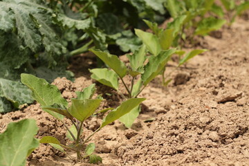Eggplants growing in the farm