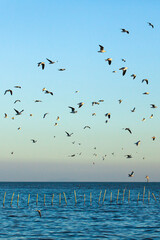 A flock of Seagulls flying in the blue sky.
