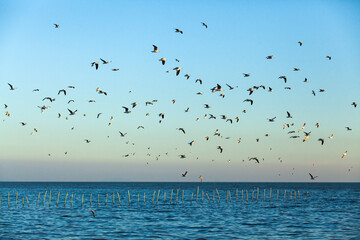 A flock of Seagulls flying in the blue sky.
