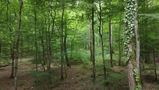drone traversant la foret jusqu'&agrave; la cimes des arbres