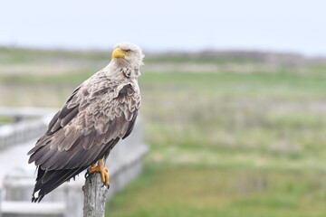 留まっているオジロワシ