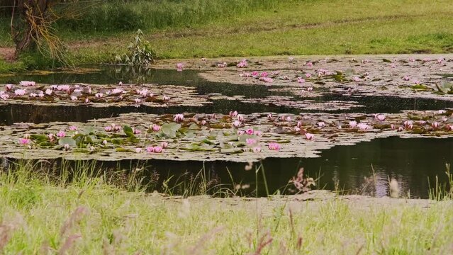 A pond with lilies. Large pond overgrown with water lilies.