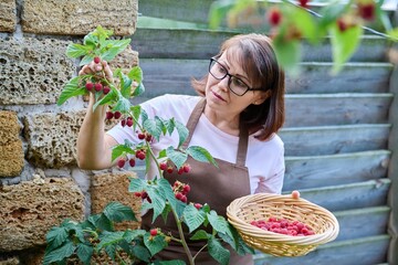 Middle aged woman harvesting ripe raspberries in the garden